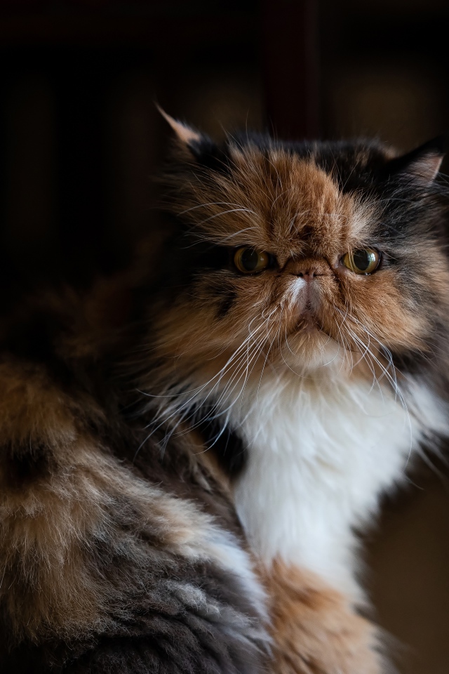 Трехцветная персидская кошка