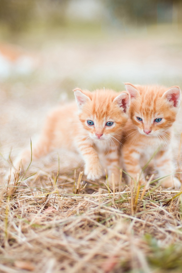 Два маленьких рыжих котенка на траве