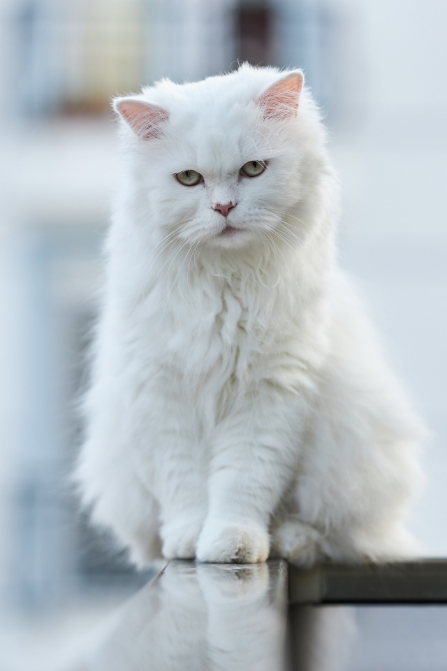 Белый кот сидит на перилах 