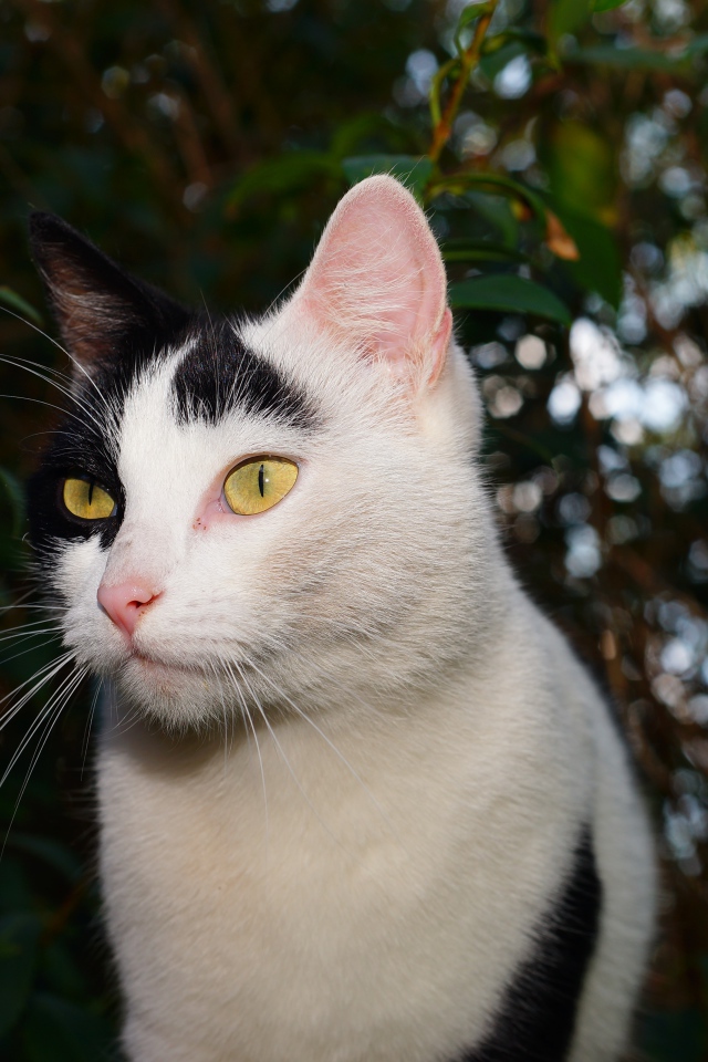 Белый с черными пятнами кот в саду