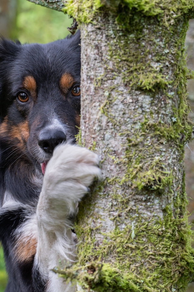 Собака породы  Бордер-Колли стоит у покрытого мхом дерева