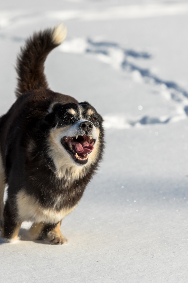 Веселая собака с высунутым языком бежит по снегу 