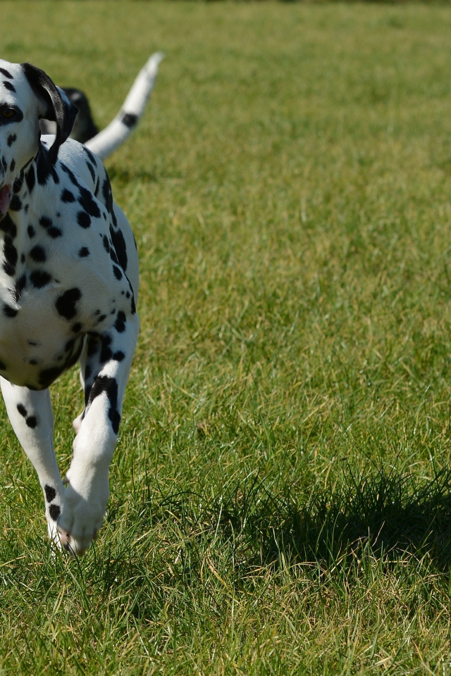 Довольный пятнистый далматин бежит по траве 