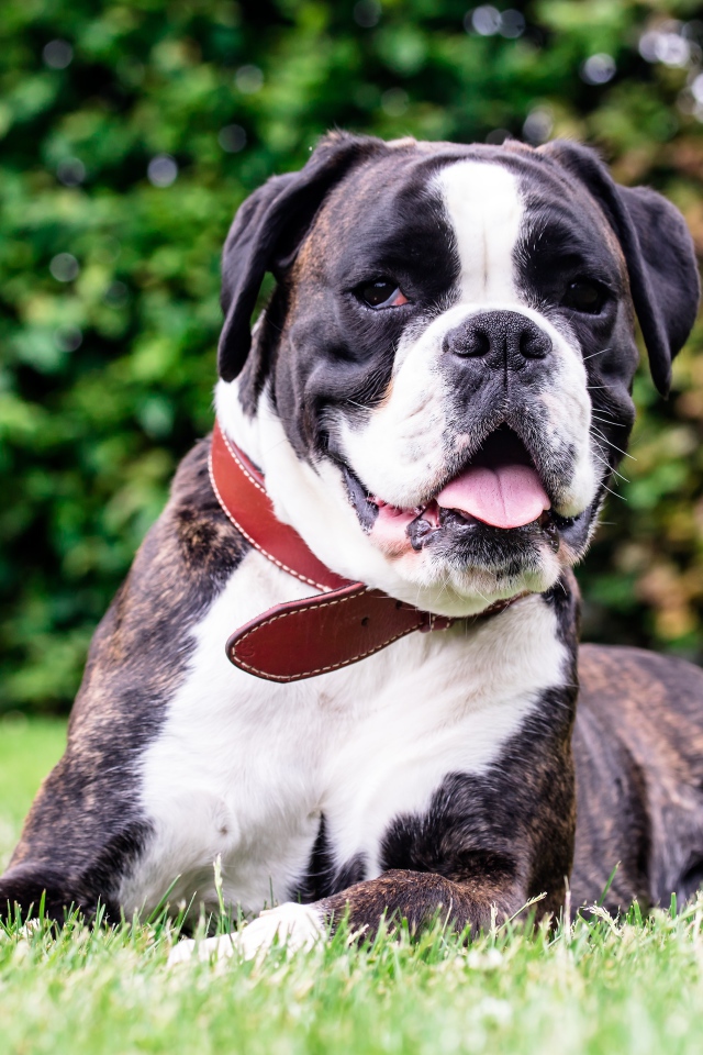 Большой боксер с открытой пастью лежит на траве