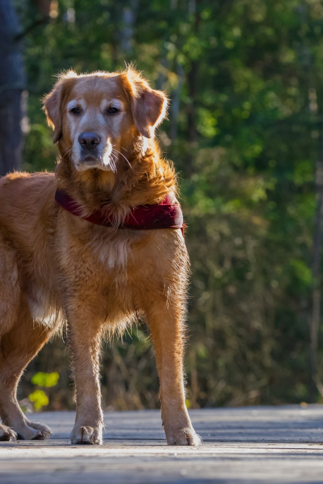 Большой золотистый ретривер стоит на деревянном мосту