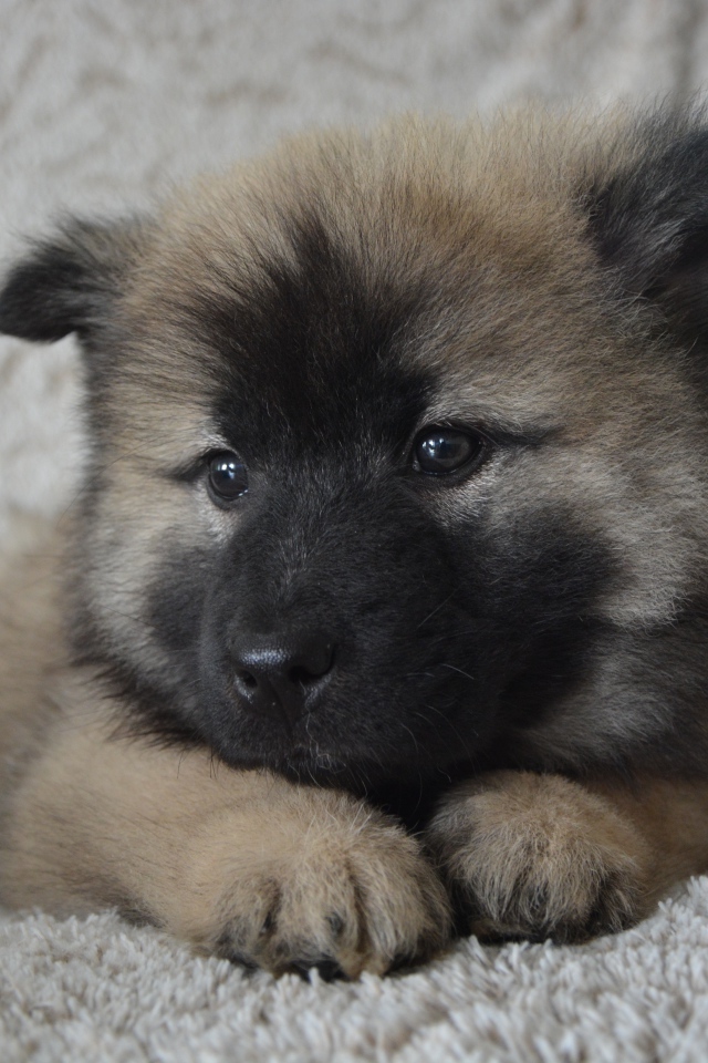 Щенок акита ину лежит на кресле 