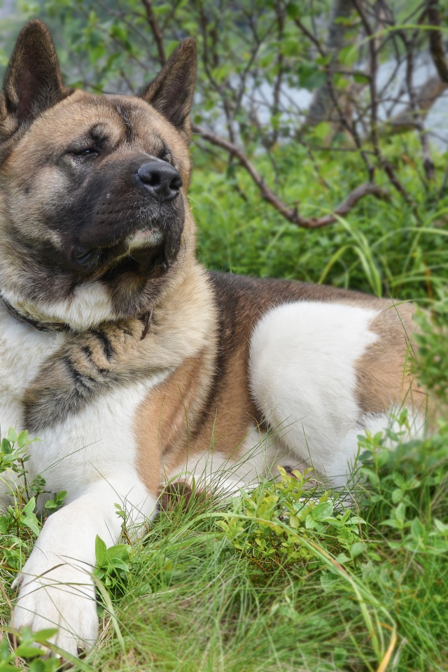 Американская акита лежит на траве