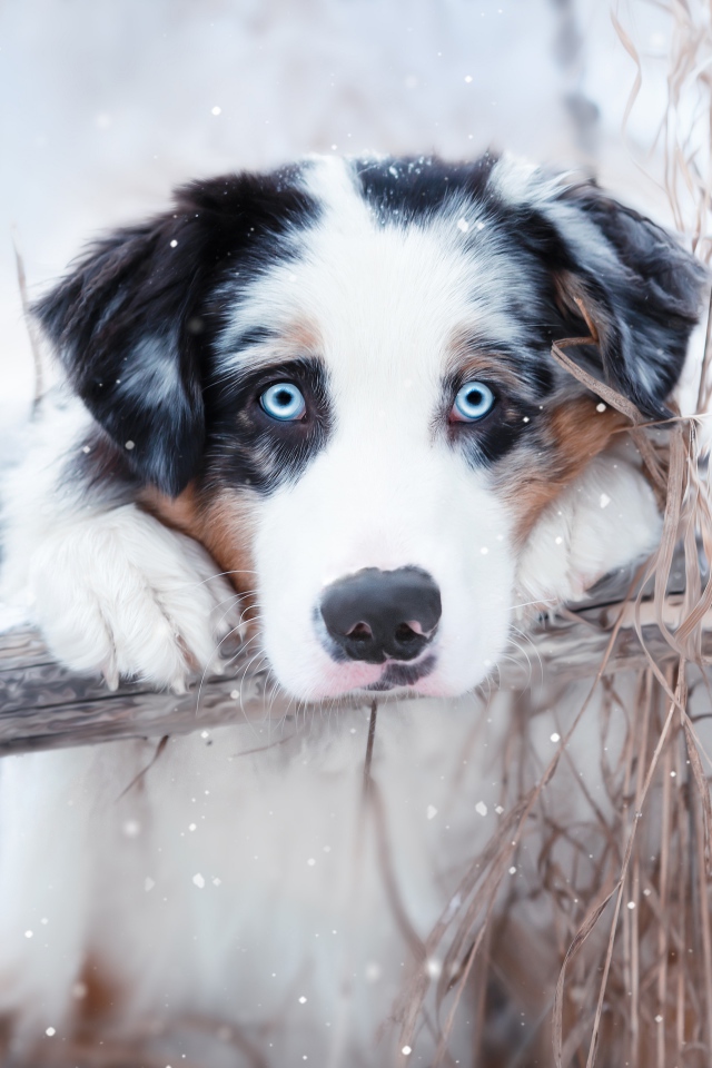 Австралийская овчарка с голубыми глазами у забора