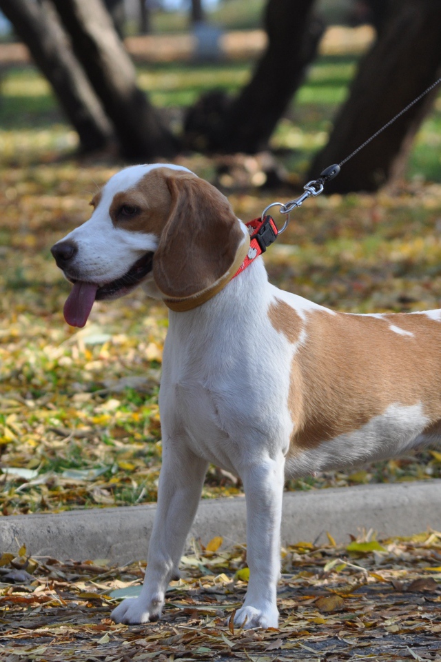 Красивый пес  породы бигль в парке 