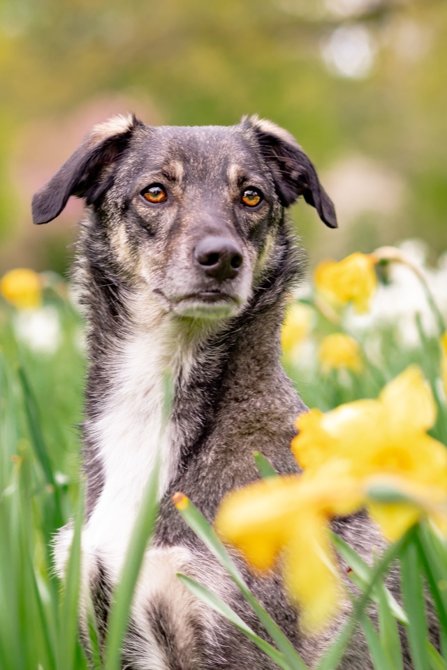 Красивая собака сидит в желтых нарциссах 