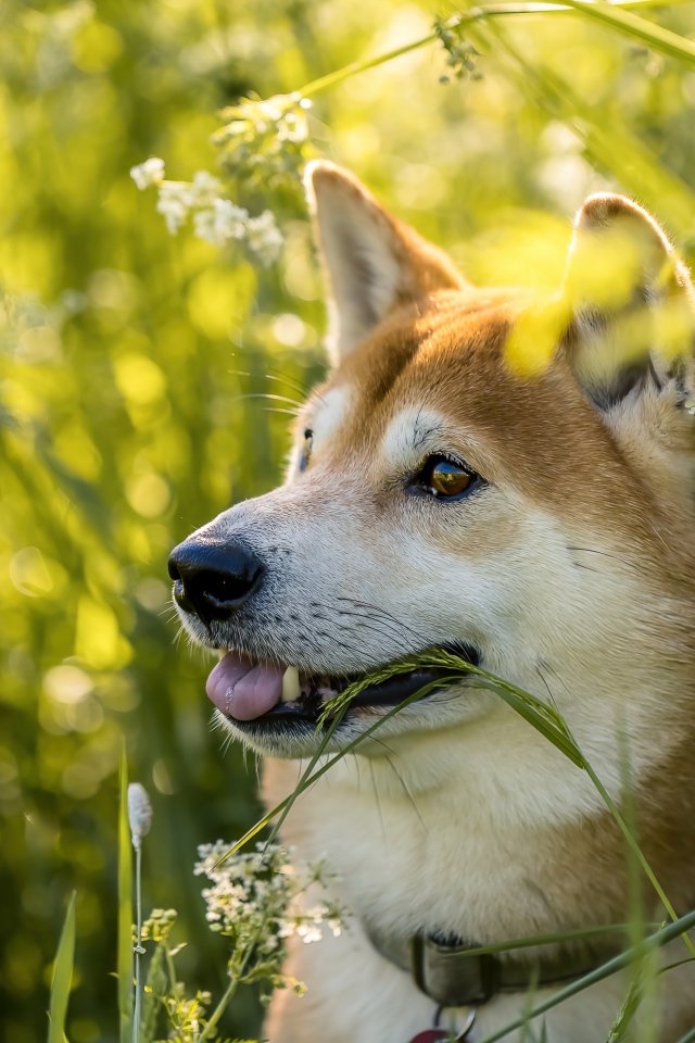 Красивая собака шиба ину сидит в зеленой траве 