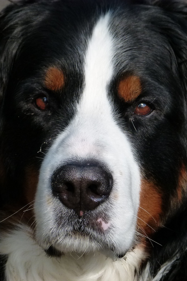 Бернский зенненхунд крупным планом 