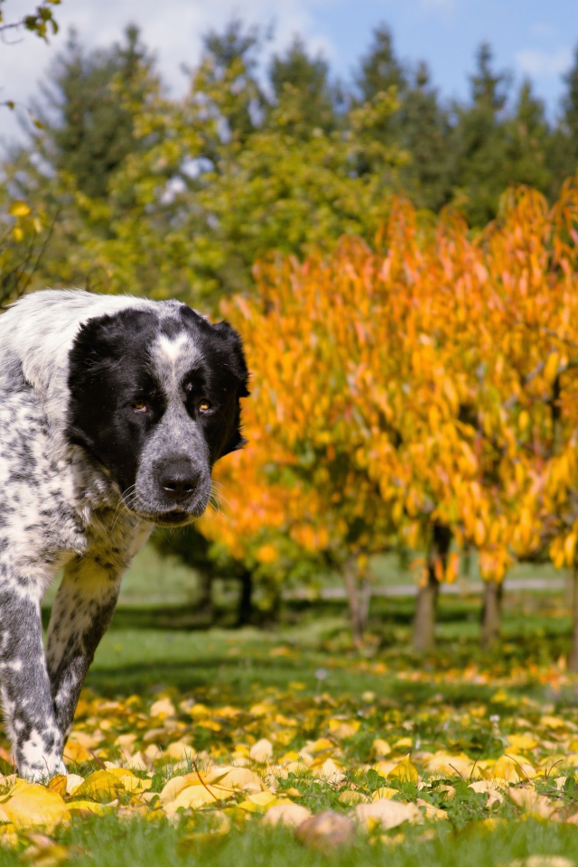 Большой алабай идет по парку осенью 