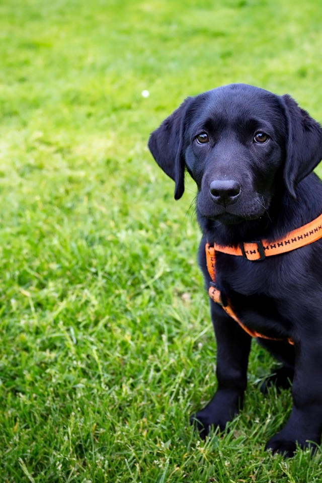Большой черный лабрадор сидит на зеленой траве 