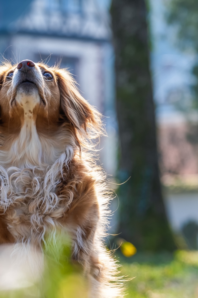 Большой пес смотрит вверх 