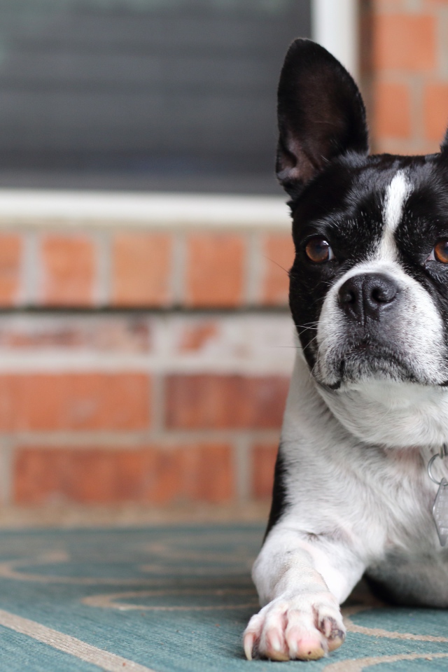 Большой французский бульдог лежит у дома 