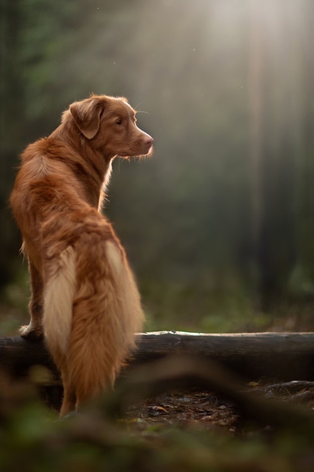 Большой золотистый ретривер гуляет в лесу 