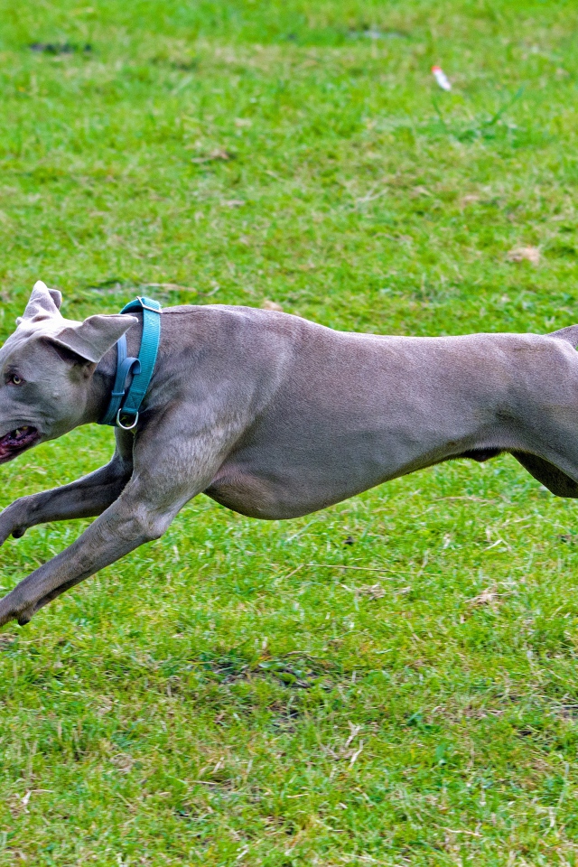 Большой серый Веймаранер бежит по зеленой траве 