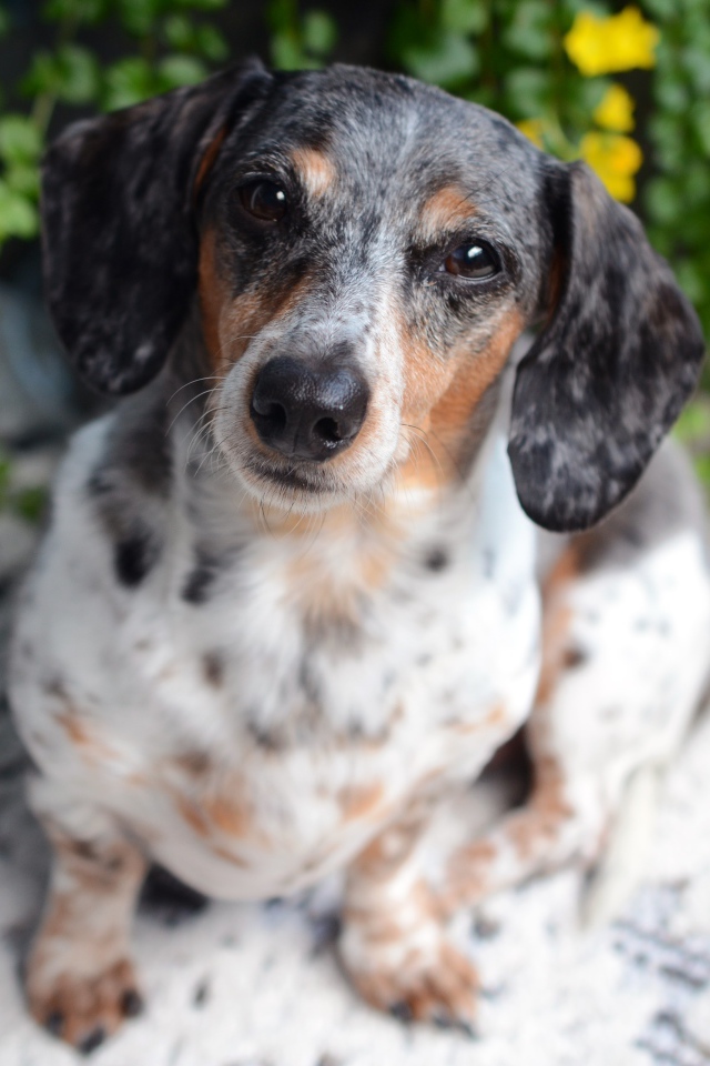 Большая грустная такса у стены 