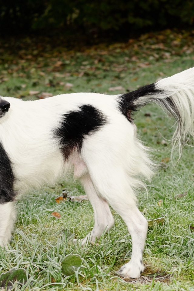 Большой бело-черный пес на зеленой траве 