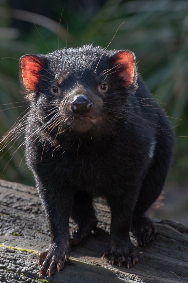Черный тасманийский дьявол стоит на дереве 