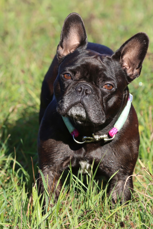 Черный французский бульдог на зеленой траве