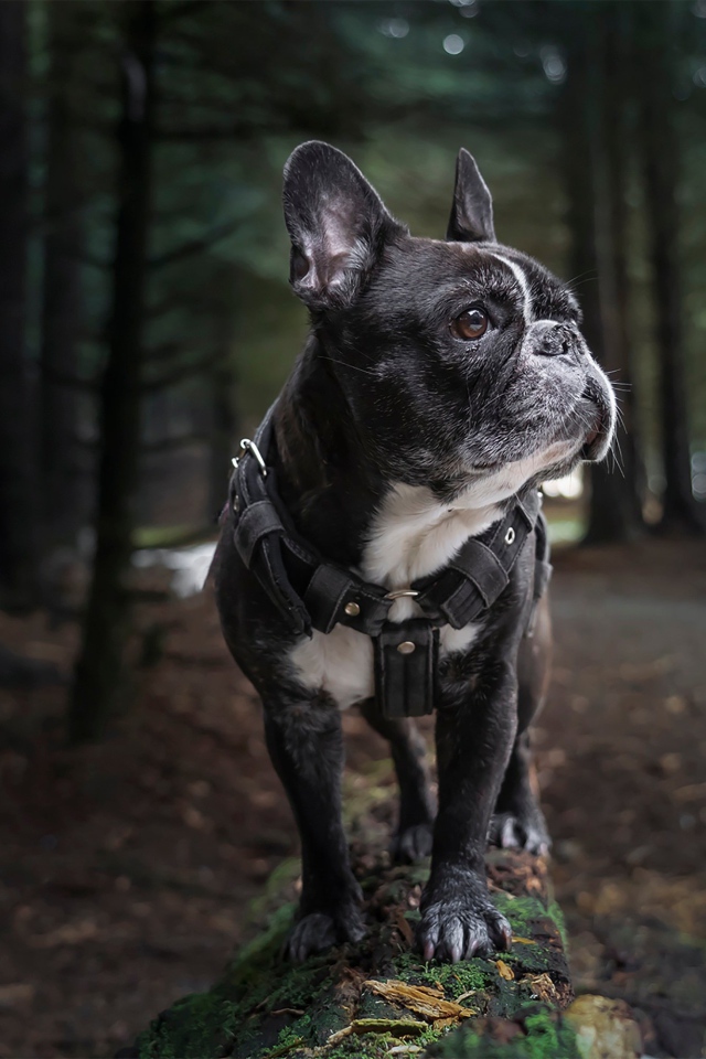 Черный французский бульдог гуляет в лесу