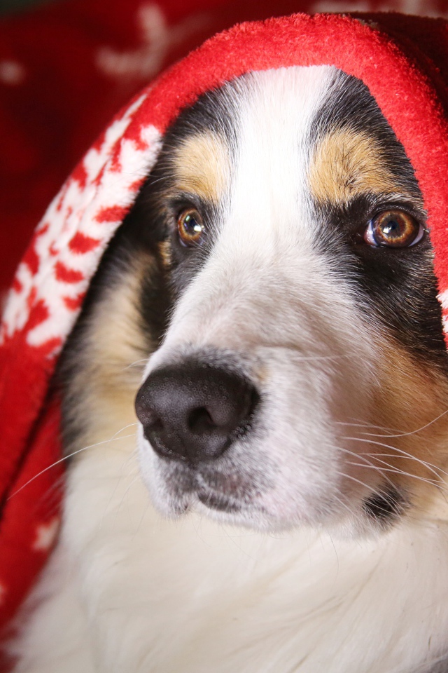 Собака породы бордер колли под одеялом