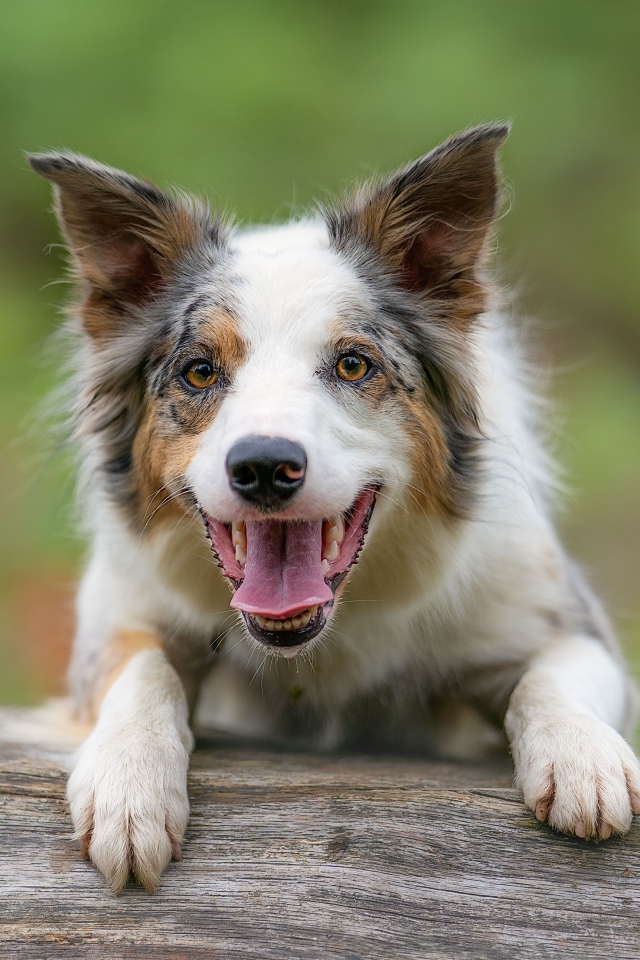 Собака породы бордер колли с открытой пастью