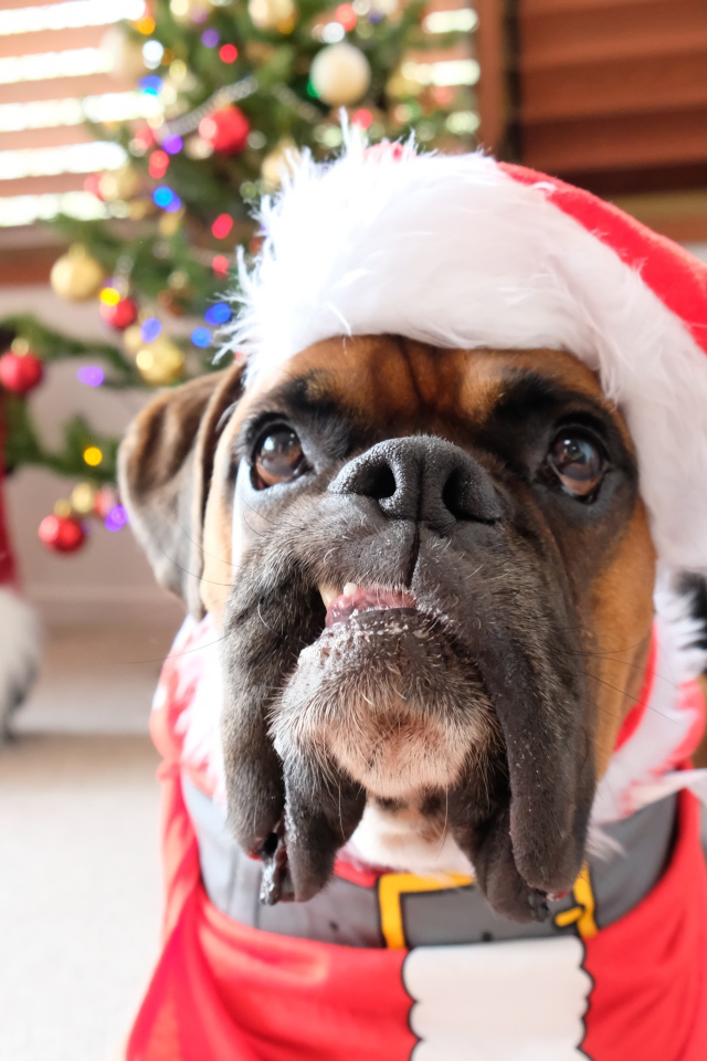 Бульдог в новогоднем костюме в  комнате 