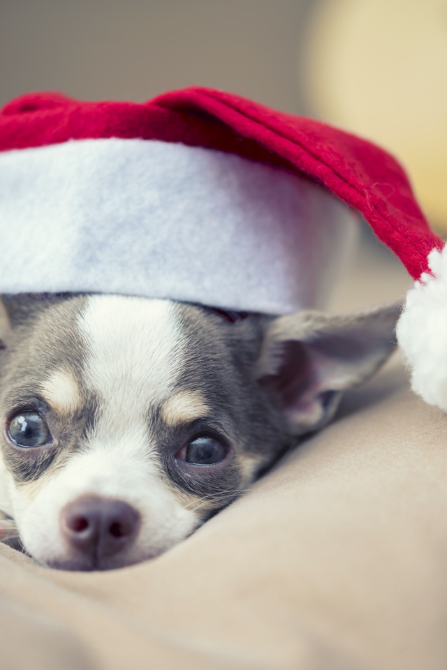 Собака породы чихуахуа лежит на кровати в шапке 