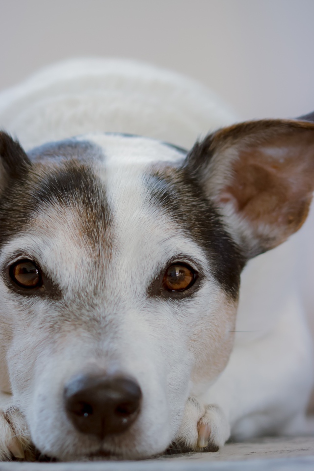 Умный грустный пес лежит на земле