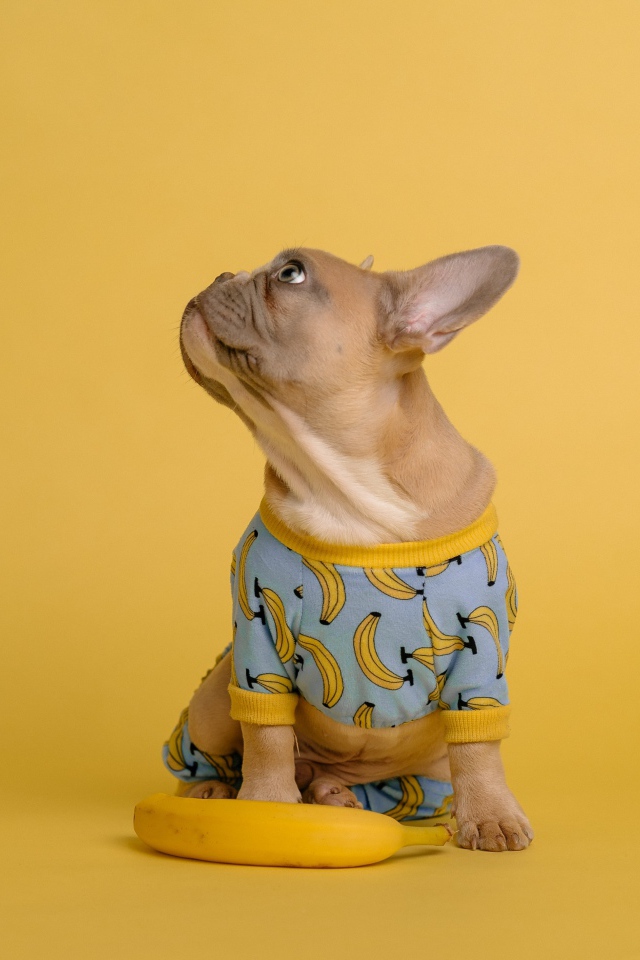 Милый французский бульдог в костюме