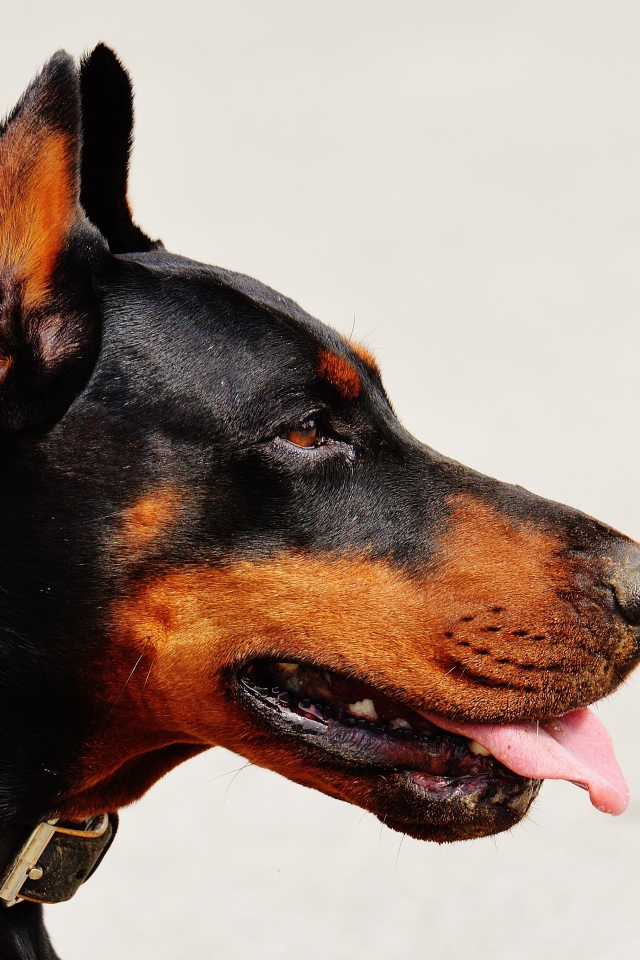 Морда добермана с высунутым языком