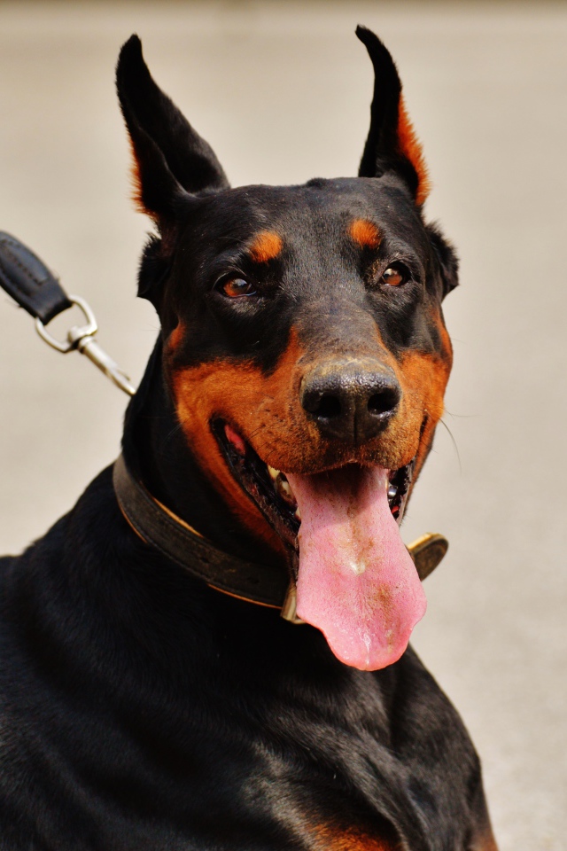 Доберман с высунутым языком на поводке 