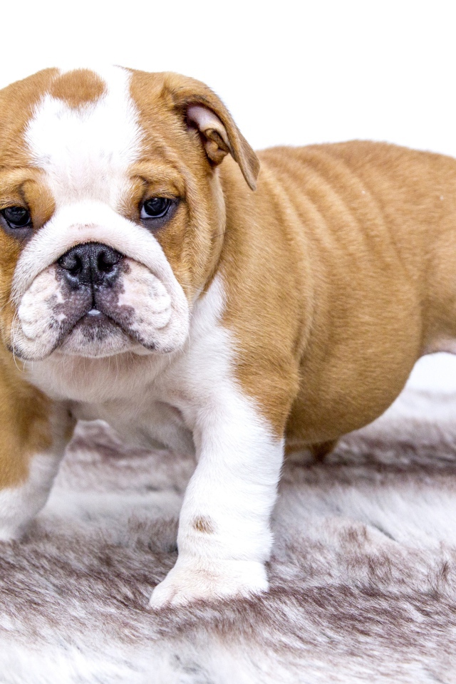 Щенок английского бульдога на подстилке
