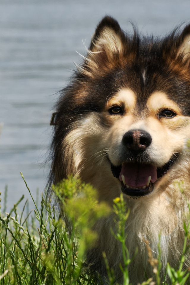 Финский лаппхунд с высунутым языком у воды 