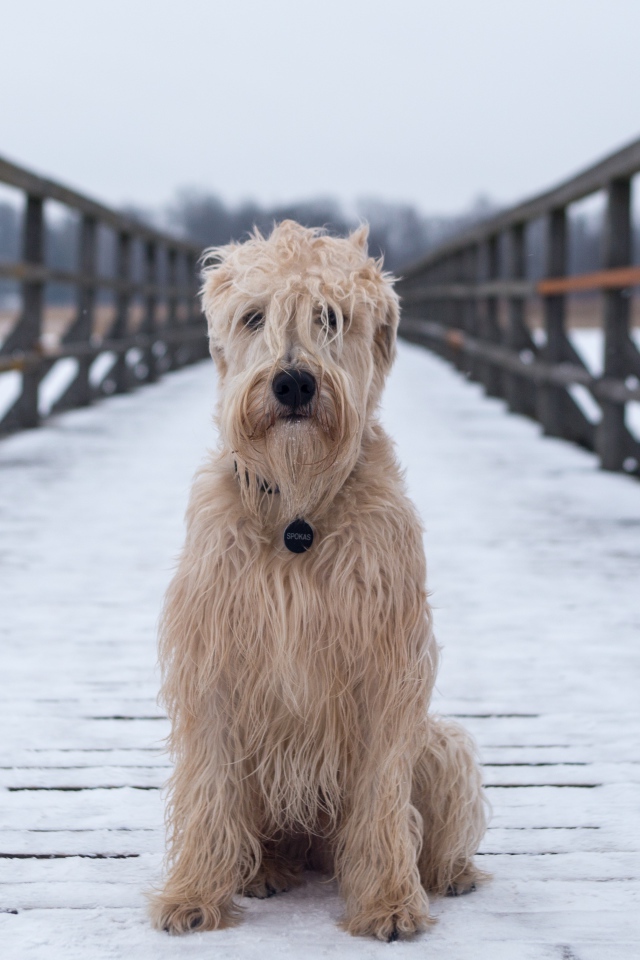 Пушистый пес сидит на покрытом снегом мосту