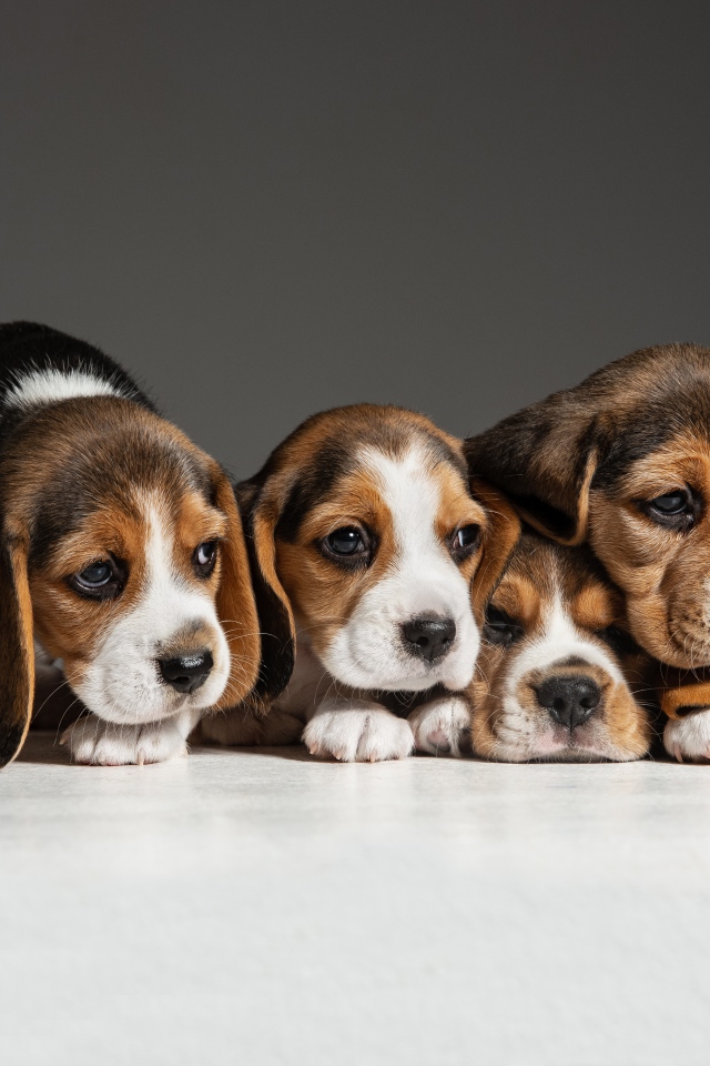 Четыре щенка бигля на сером фоне 