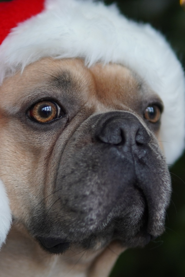 Французский бульдог в красной шапке Санта Клауса 