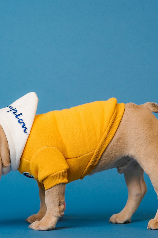 Французский бульдог в костюме на голубом фоне