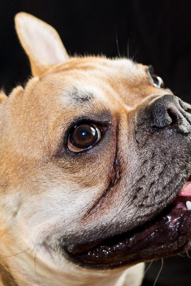 Морда французского бульдога с высунутым языком