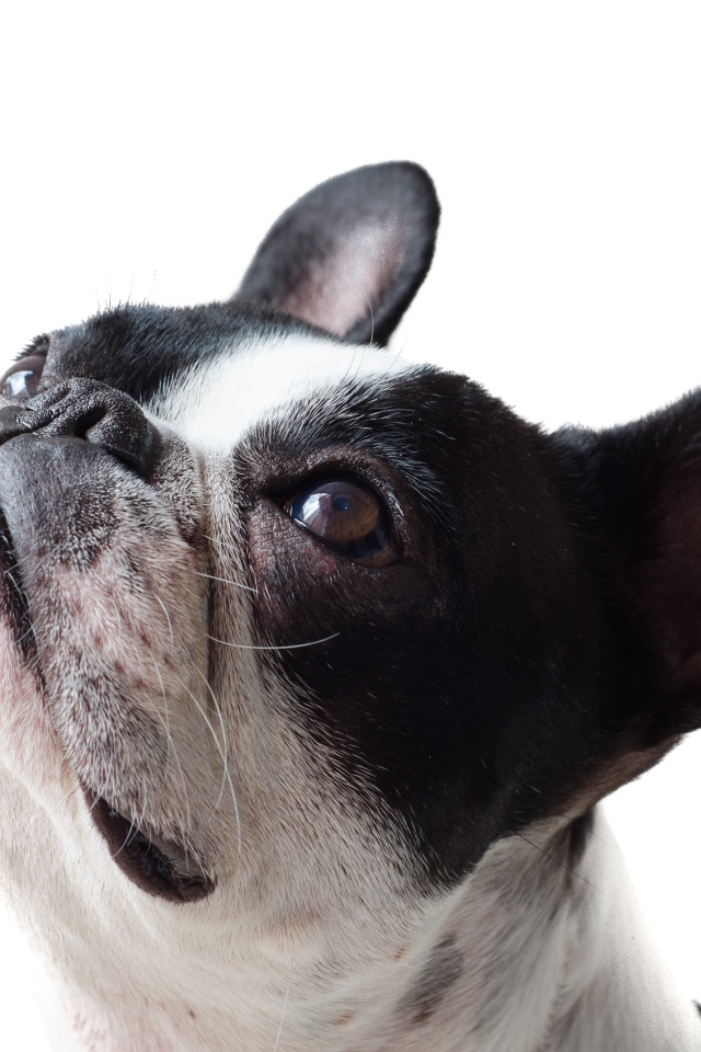 Голова французского бульдога на белом фоне