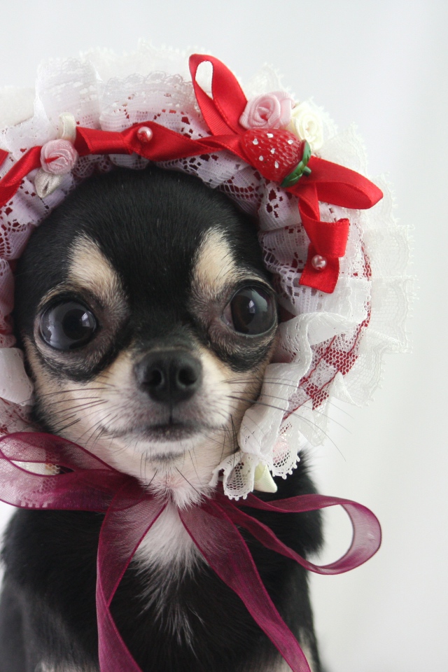 Смешная собака породы чихуахуа в шапке 