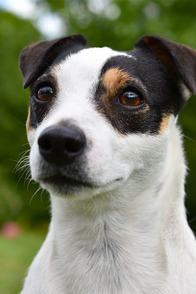 Смешной джек рассел животных терьер