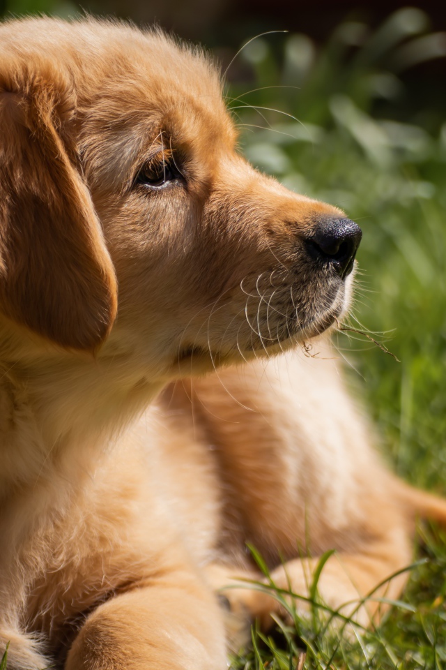 Щенок золотистого ретривера лежит на траве 