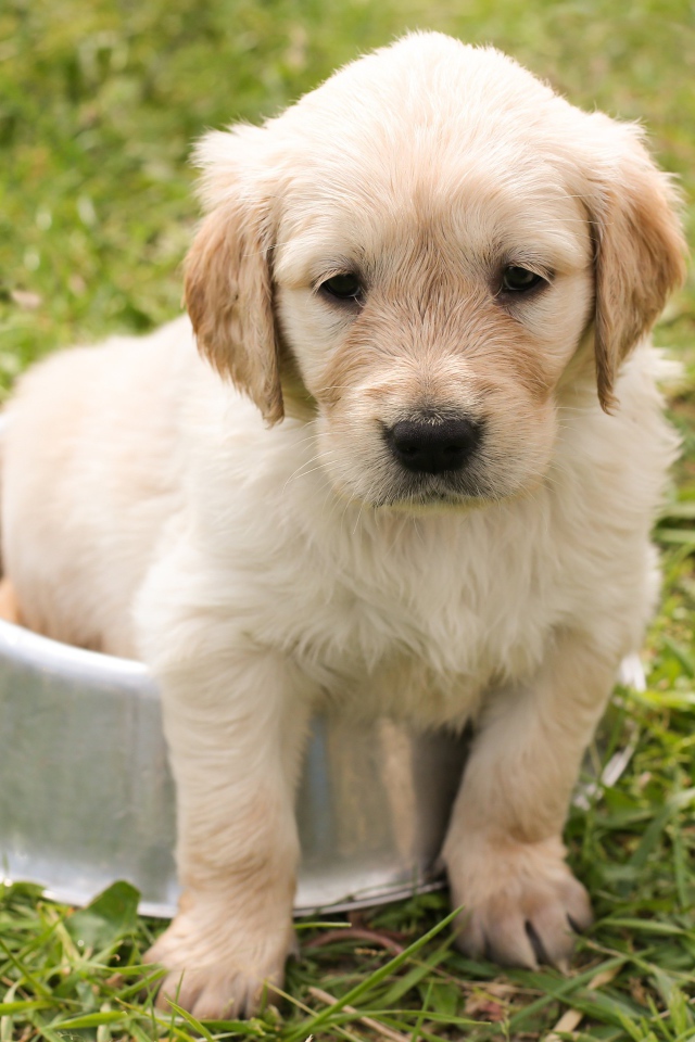 Щенок золотистого ретривера сидит в миске