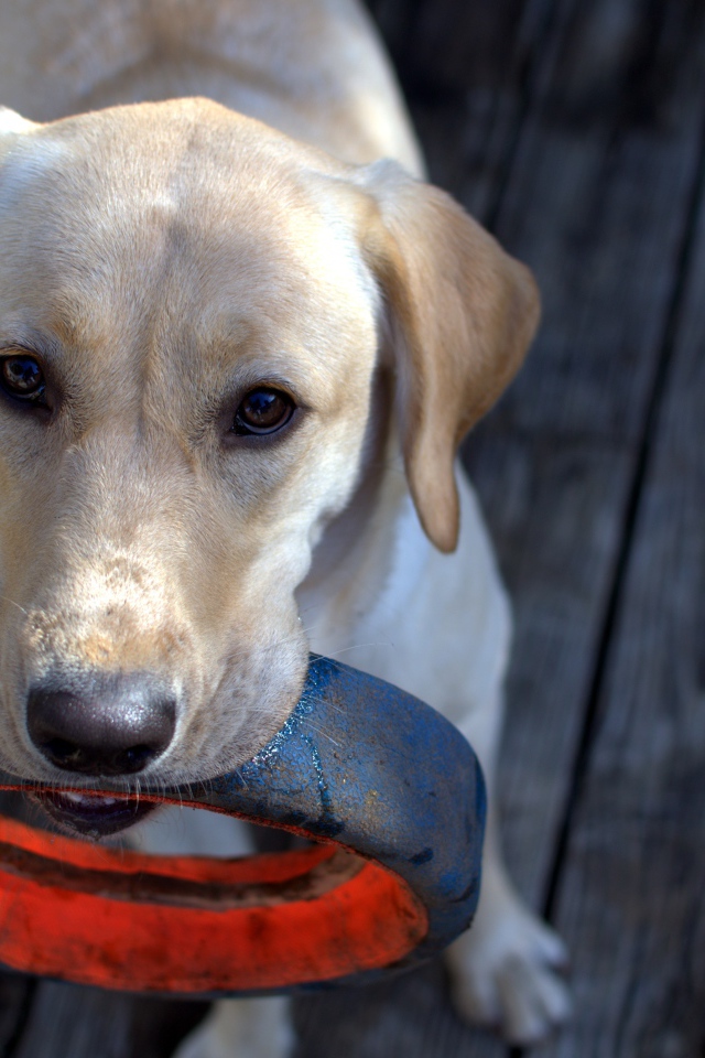 Золотистый ретривер с колесом в зубах 