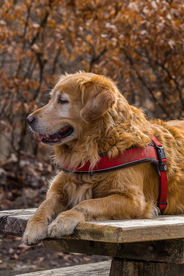 Золотистый ретривер с высунутым языком лежит на столе 