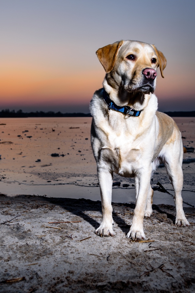 Золотистый ретривер стоит на мокром песке
